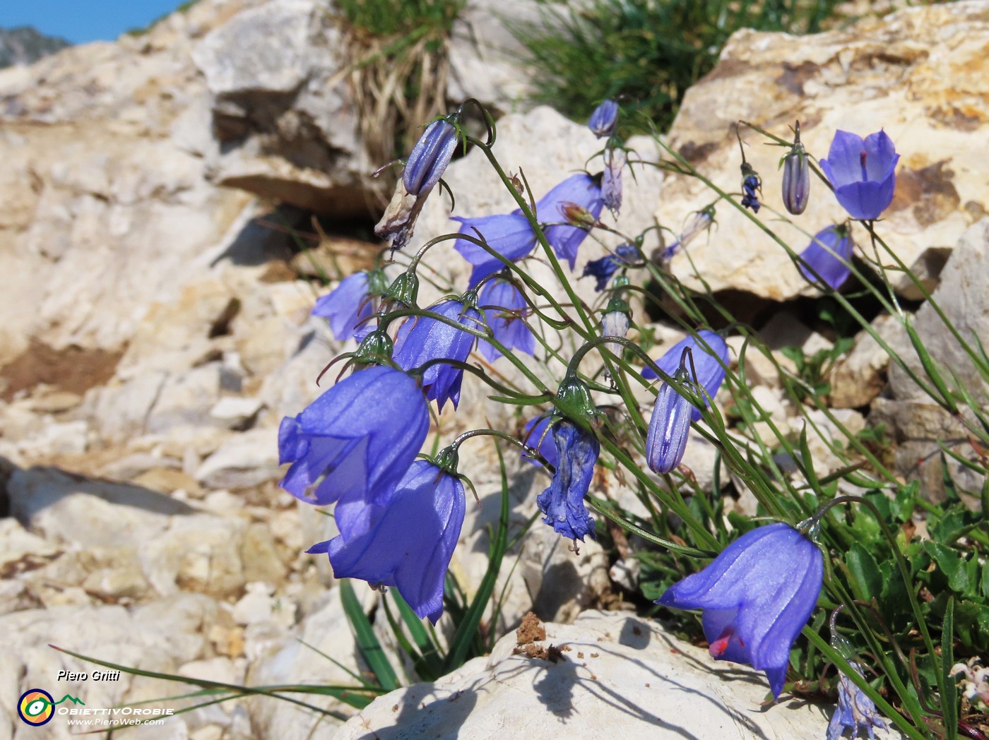 23 Campanula cochleariifolia (Campanula dei ghiaioni).JPG